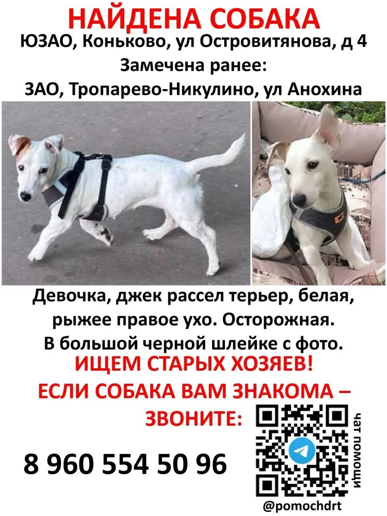 Найдена собака, джек рассел терьер в Москве — фото для опознания, база потерянных питомцев Pathfinder