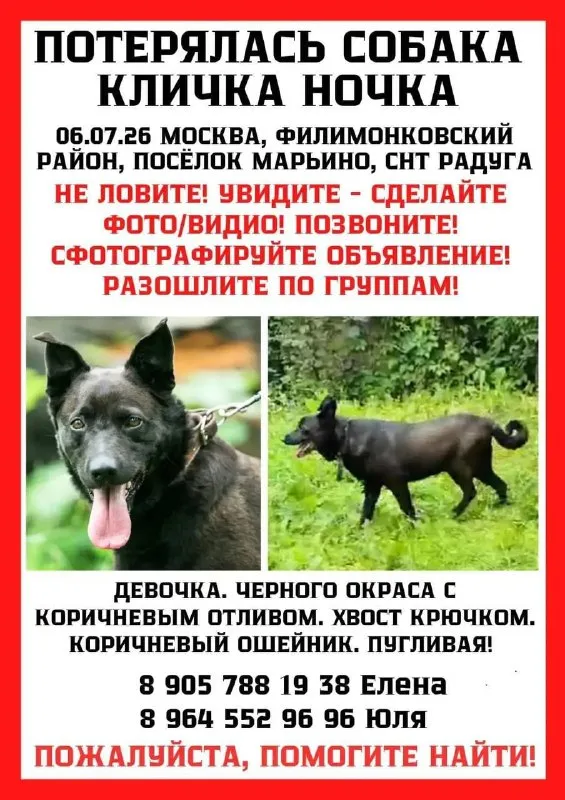Пропала собака в Москве — фото для опознания, база потерянных питомцев Pathfinder