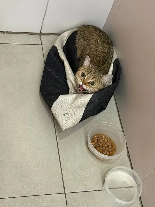 Найдена кошка — город Котельники — фото для опознания, база потерянных питомцев Pathfinder