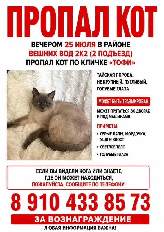 Пропала кошка, тайская в Москве — фото для опознания, база потерянных питомцев Pathfinder