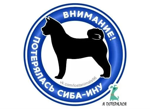 Пропала собака, сиба-ину в Екатеринбурге — фото для опознания, база потерянных питомцев Pathfinder