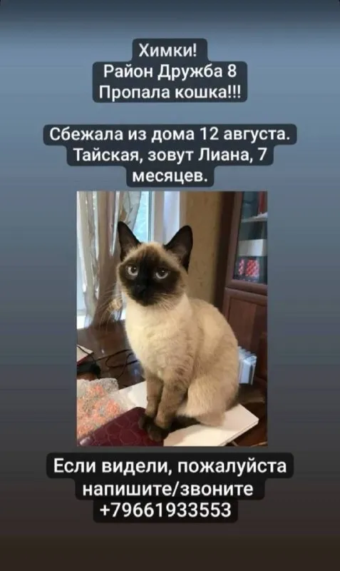 Пропала кошка — город Химки — фото для опознания, база потерянных питомцев Pathfinder