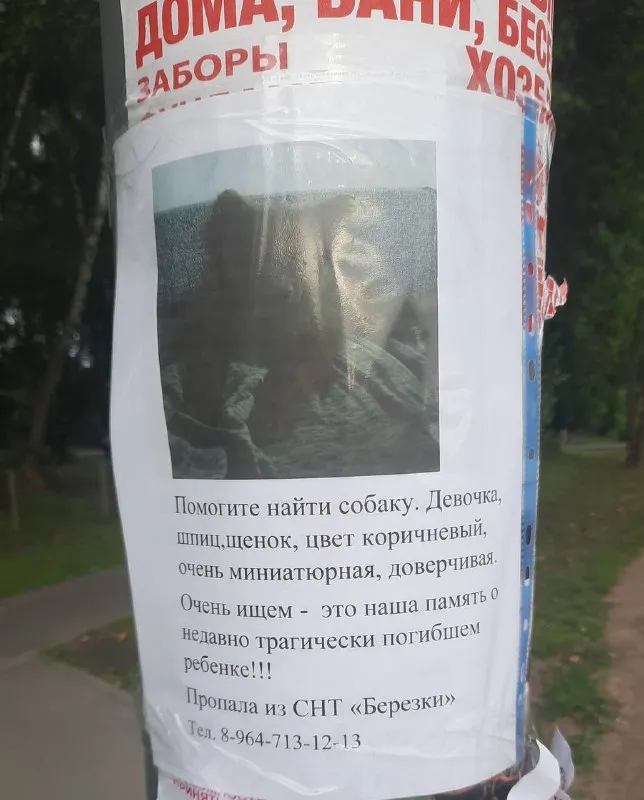 Пропала собака, шпиц в Москве — фото для опознания, база потерянных питомцев Pathfinder
