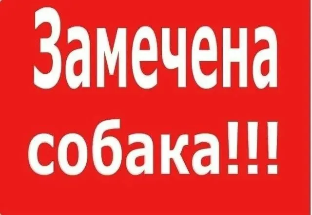 Найдена собака, овчарка — город Московская область — фото для опознания, база потерянных питомцев Pathfinder