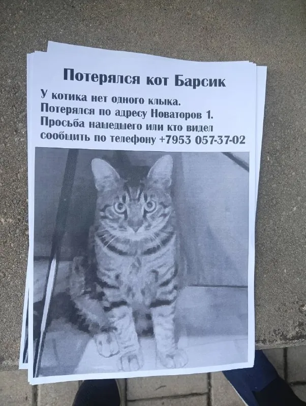 Пропала кошка в Екатеринбурге — фото для опознания, база потерянных питомцев Pathfinder