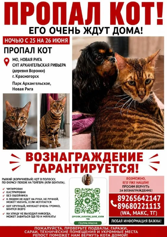 Пропала кошка, бенгальская — город Красногорск — фото для опознания, база потерянных питомцев Pathfinder