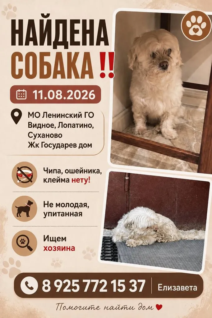 Найдена собака, болонка — город Видное — фото для опознания, база потерянных питомцев Pathfinder