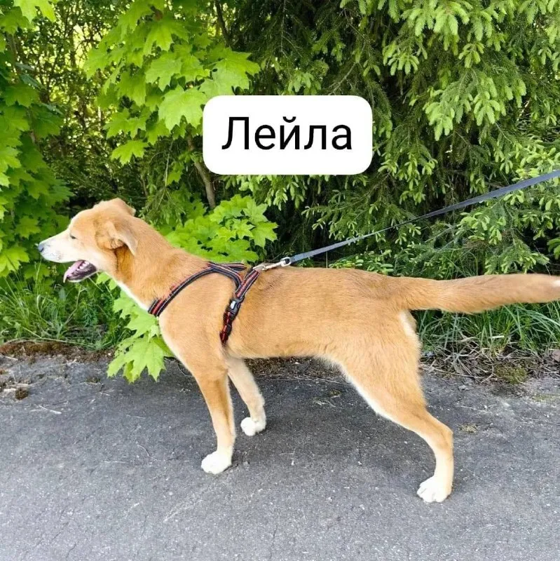 Пропала собака, метис — город Ликино-Дулево — фото для опознания, база потерянных питомцев Pathfinder