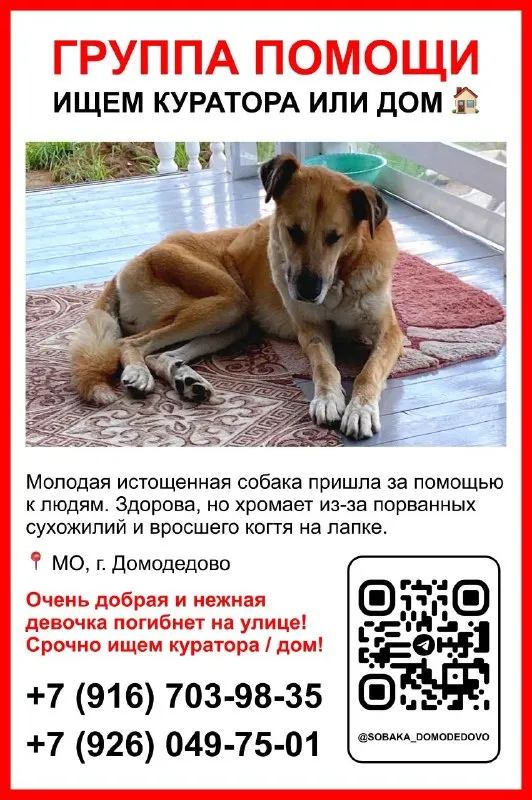 Ищет дом собака, дворняжка — город Домодедово — фото для опознания, база потерянных питомцев Pathfinder