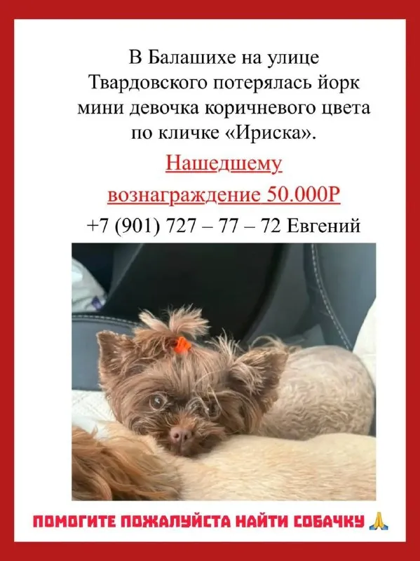 Пропала собака, йорк в Балашихе — фото для опознания, база потерянных питомцев Pathfinder