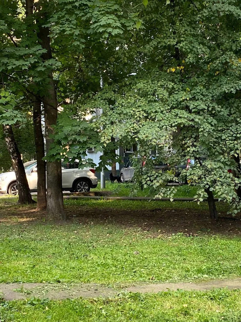 Найдена собака, дворняжка в Москве — фото для опознания, база потерянных питомцев Pathfinder