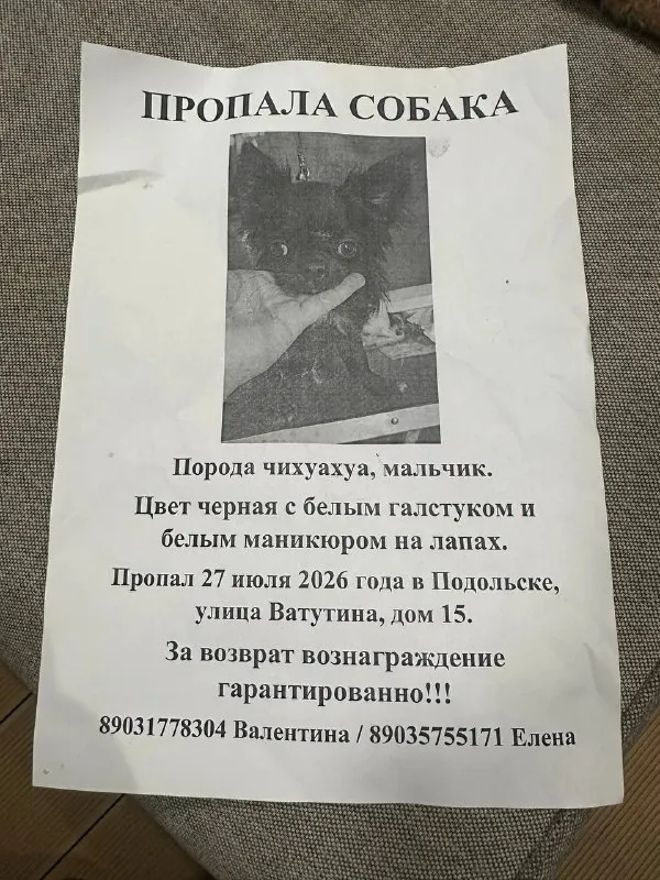 Пропала собака, чихуахуа — город Подольск — фото для опознания, база потерянных питомцев Pathfinder