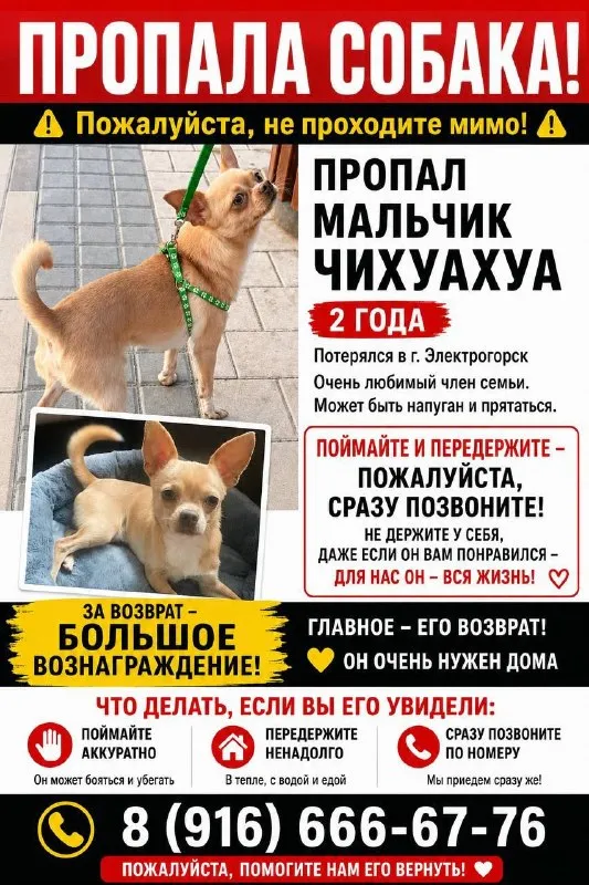Пропала собака, чихуахуа — город Электрогорск — фото для опознания, база потерянных питомцев Pathfinder