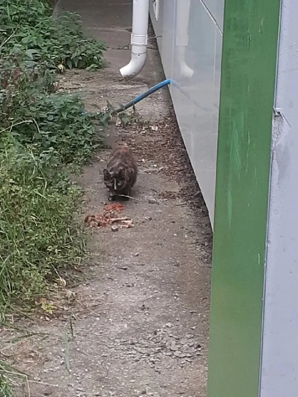 Найдена кошка в Екатеринбурге — фото для опознания, база потерянных питомцев Pathfinder