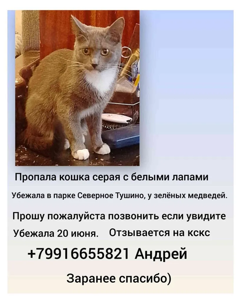 Пропала кошка в Москве — фото для опознания, база потерянных питомцев Pathfinder