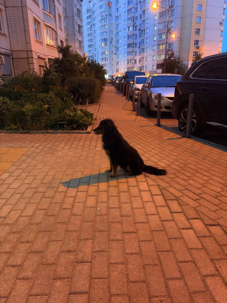 Найдена собака, дворняжка в Москве — фото для опознания, база потерянных питомцев Pathfinder