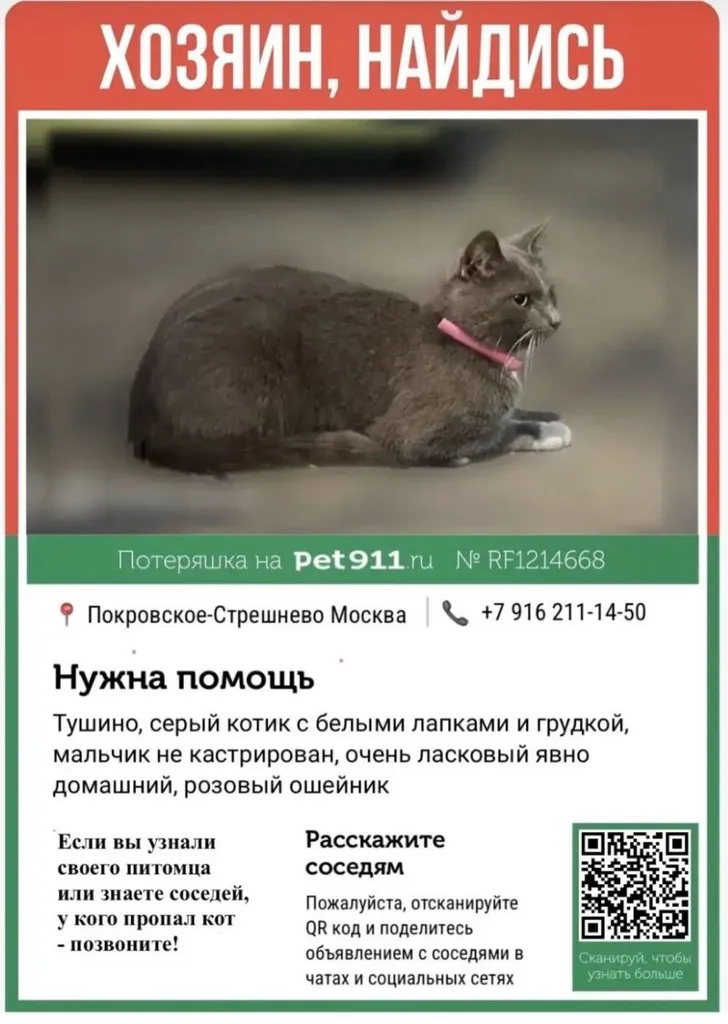 Найдена кошка в Москве — фото для опознания, база потерянных питомцев Pathfinder