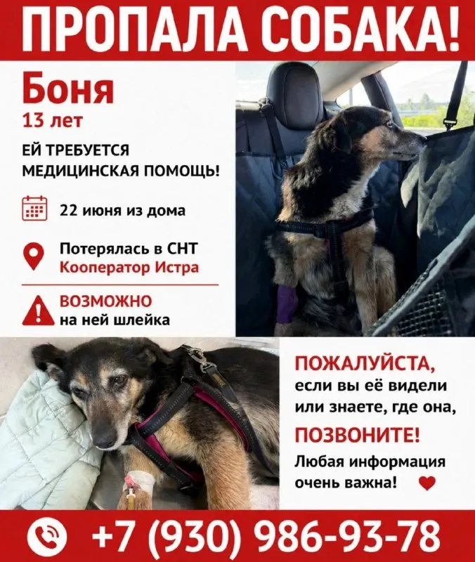 Пропала собака — город Истра — фото для опознания, база потерянных питомцев Pathfinder