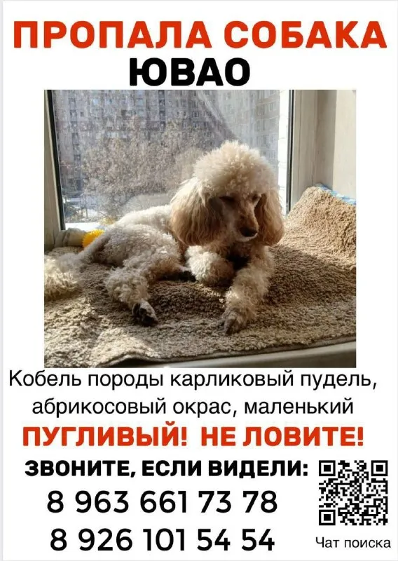Пропала собака, карликовый пудель в Москве — фото для опознания, база потерянных питомцев Pathfinder
