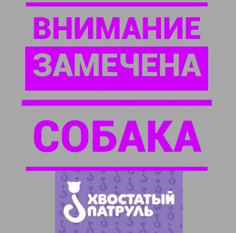 Найдена собака, мальтипу — город Пушкино — фото для опознания, база потерянных питомцев Pathfinder
