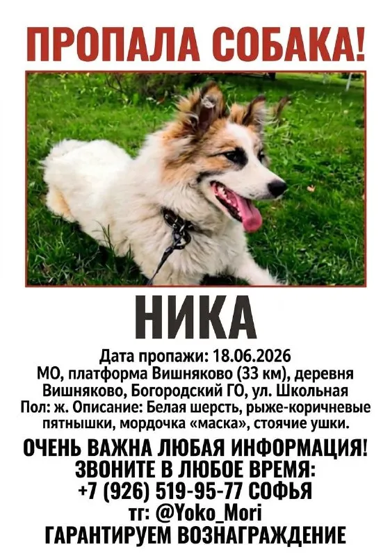 Пропала собака — город Вишняково — фото для опознания, база потерянных питомцев Pathfinder