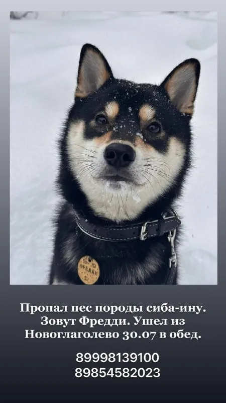 Пропала собака, сиба-ину — город Новоглаголево — фото для опознания, база потерянных питомцев Pathfinder