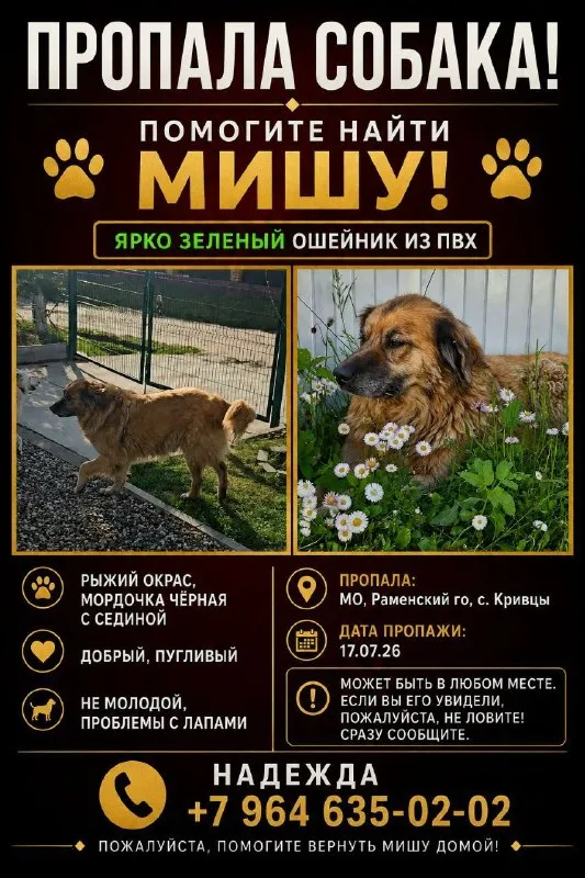 Пропала собака — город Кривцы — фото для опознания, база потерянных питомцев Pathfinder