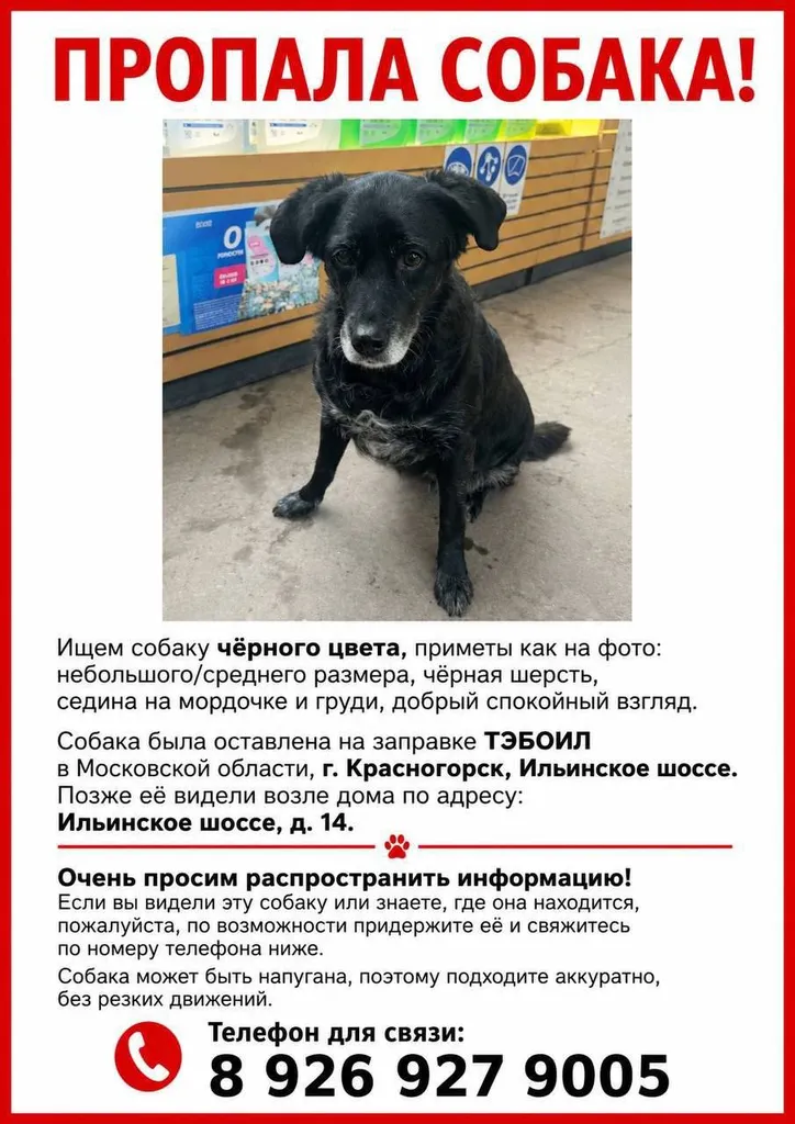 Пропала собака — город Красногорск — фото для опознания, база потерянных питомцев Pathfinder