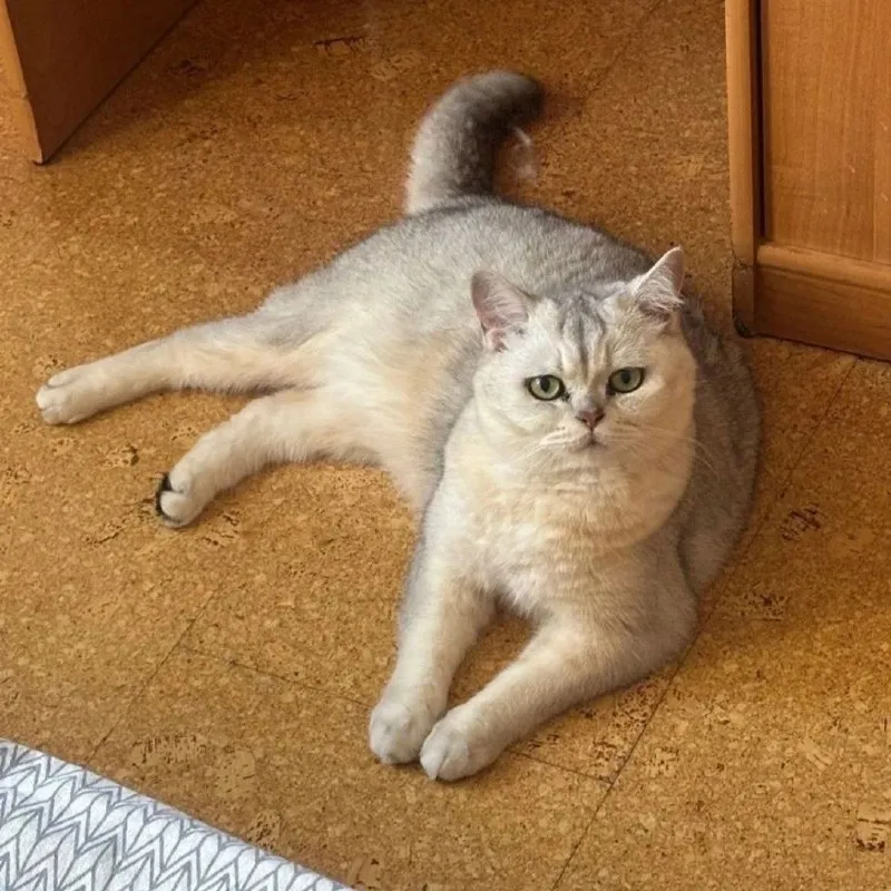 Пропала кошка, шотландец в Санкт-Петербурге — фото для опознания, база потерянных питомцев Pathfinder
