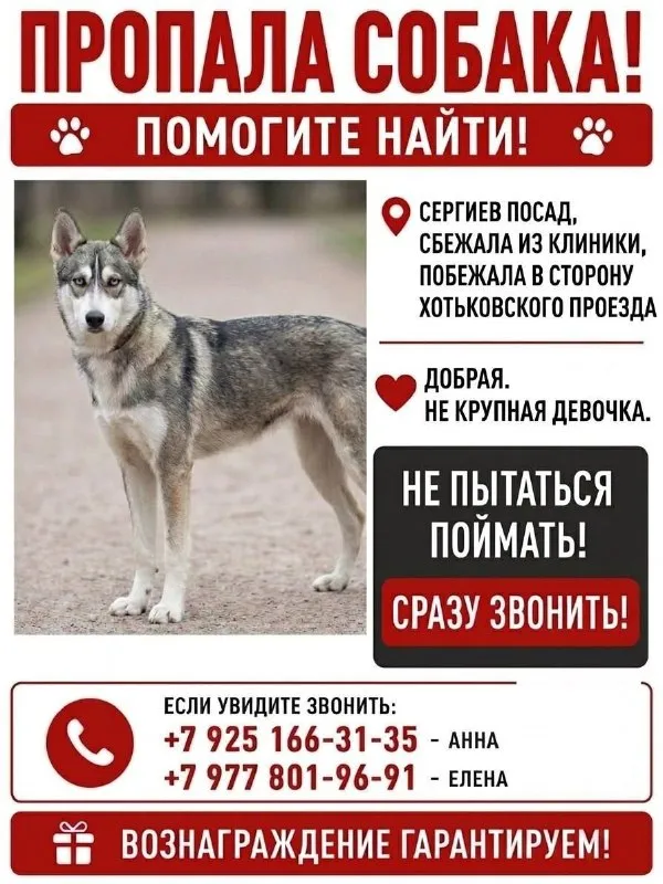 Пропала собака — город Сергиев Посад — фото для опознания, база потерянных питомцев Pathfinder