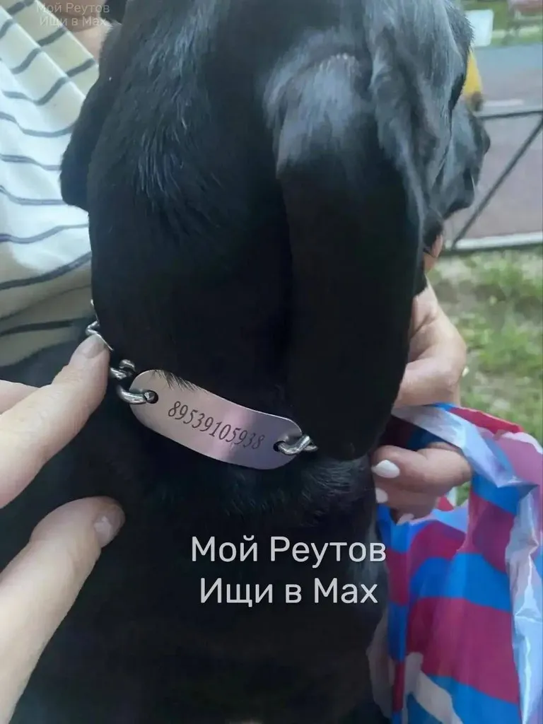 Найдена собака, такса — город Реутов — фото для опознания, база потерянных питомцев Pathfinder