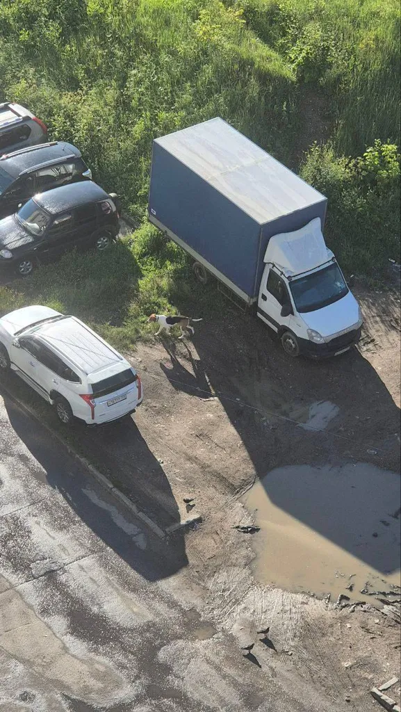 Найдена собака, гончая — город Химки — фото для опознания, база потерянных питомцев Pathfinder