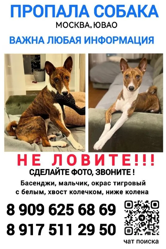 Пропала собака, басенджи в Москве — фото для опознания, база потерянных питомцев Pathfinder