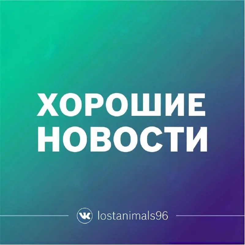 Найдена собака, тойтерьер в Екатеринбурге — фото для опознания, база потерянных питомцев Pathfinder