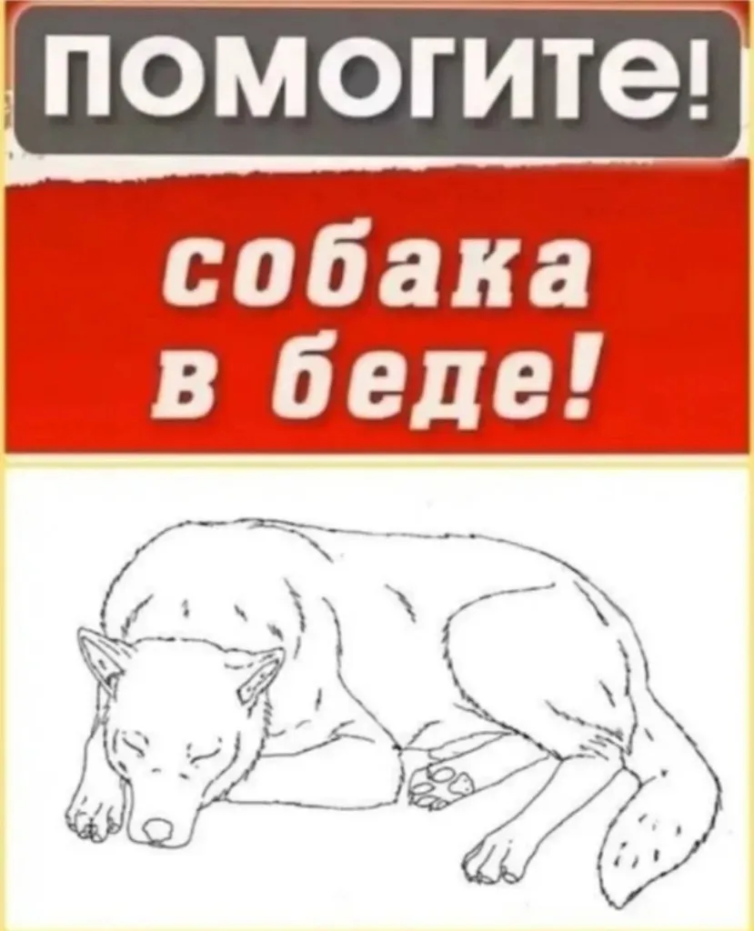 Найдена собака — фото для опознания, база потерянных питомцев Pathfinder