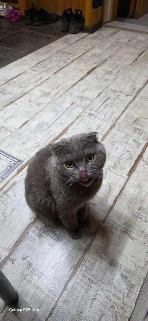 Пропала кошка, скоттиш фолд — город Химки — фото для опознания, база потерянных питомцев Pathfinder
