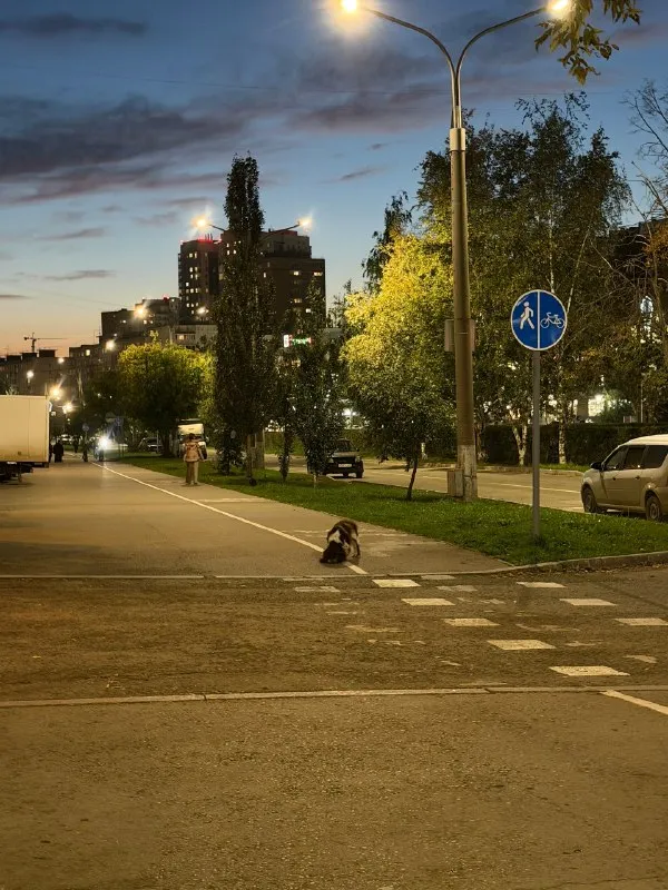 Найдена собака, спаниель в Перми — фото для опознания, база потерянных питомцев Pathfinder