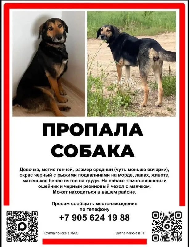 Пропала собака, метис гончей — город Тульская область — фото для опознания, база потерянных питомцев Pathfinder