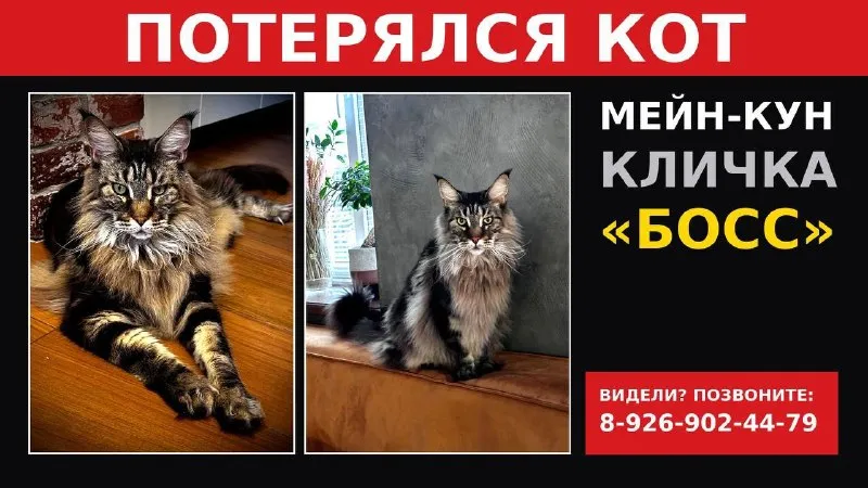 Пропала кошка, мейн кун — город Вешки — фото для опознания, база потерянных питомцев Pathfinder