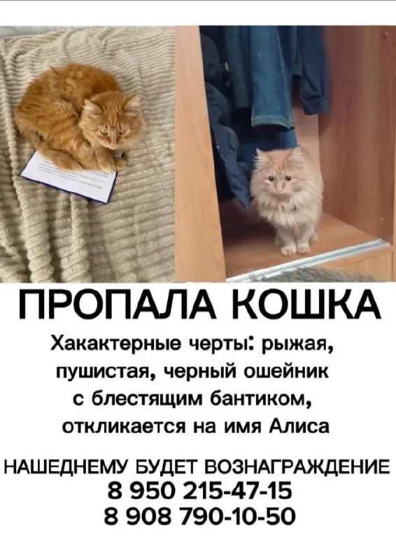 Пропала кошка — фото для опознания, база потерянных питомцев Pathfinder