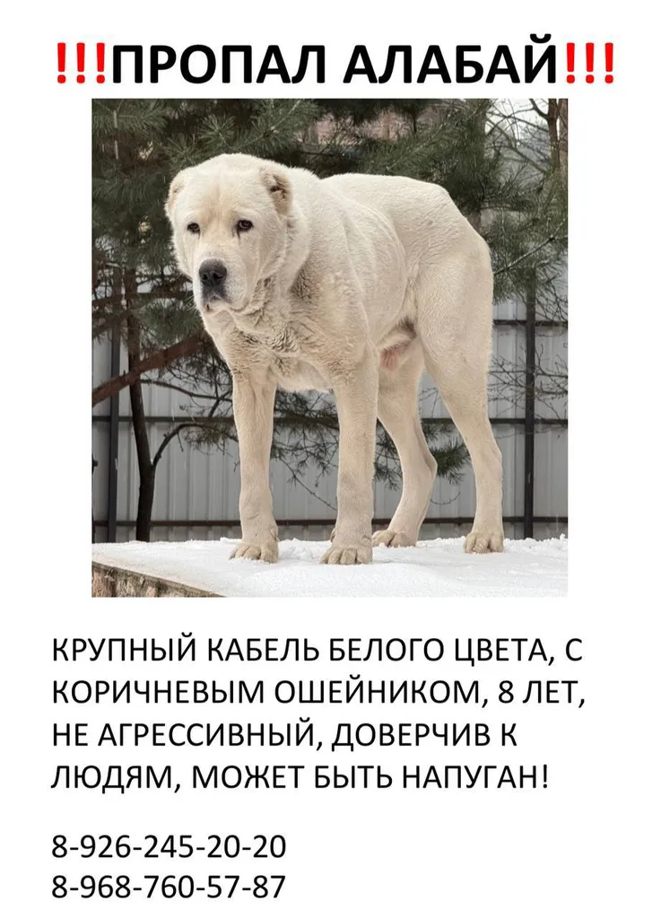 Пропала собака — город Раменский — фото для опознания, база потерянных питомцев Pathfinder