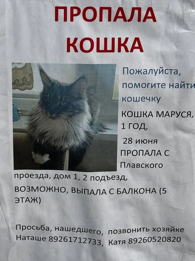 Пропала кошка, мейнкун в Москве — фото для опознания, база потерянных питомцев Pathfinder