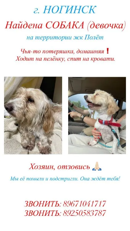 Найдена собака, метис — город Ногинск — фото для опознания, база потерянных питомцев Pathfinder