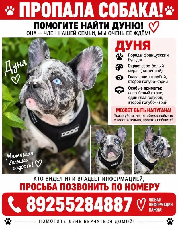 Пропала собака, французский бульдог — город деревня Васюково — фото для опознания, база потерянных питомцев Pathfinder