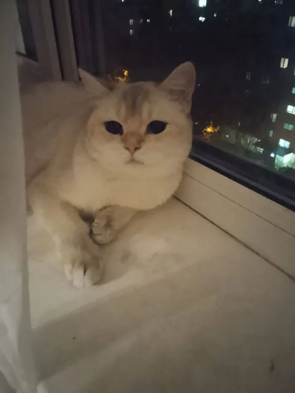 Пропала кошка, британская короткошёрстная в Москве — фото для опознания, база потерянных питомцев Pathfinder