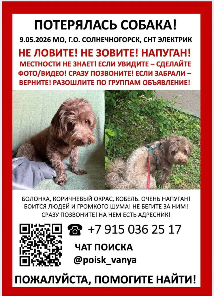Пропала собака, болонка — город Солнечногорск — фото для опознания, база потерянных питомцев Pathfinder