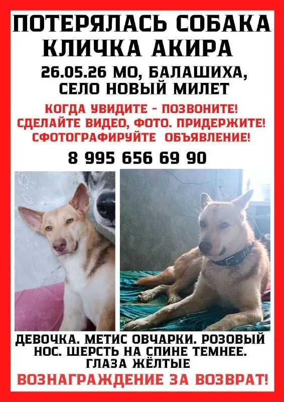 Пропала собака, метис овчарки в Балашихе — фото для опознания, база потерянных питомцев Pathfinder