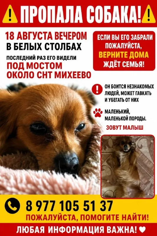 Пропала собака — город Домодедово — фото для опознания, база потерянных питомцев Pathfinder