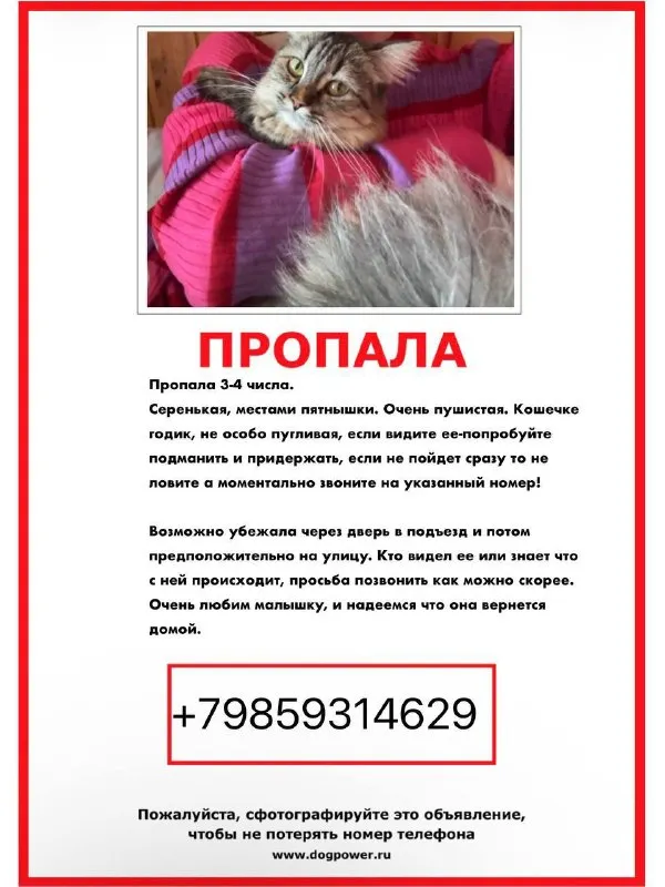 Пропала кошка в Москве — фото для опознания, база потерянных питомцев Pathfinder