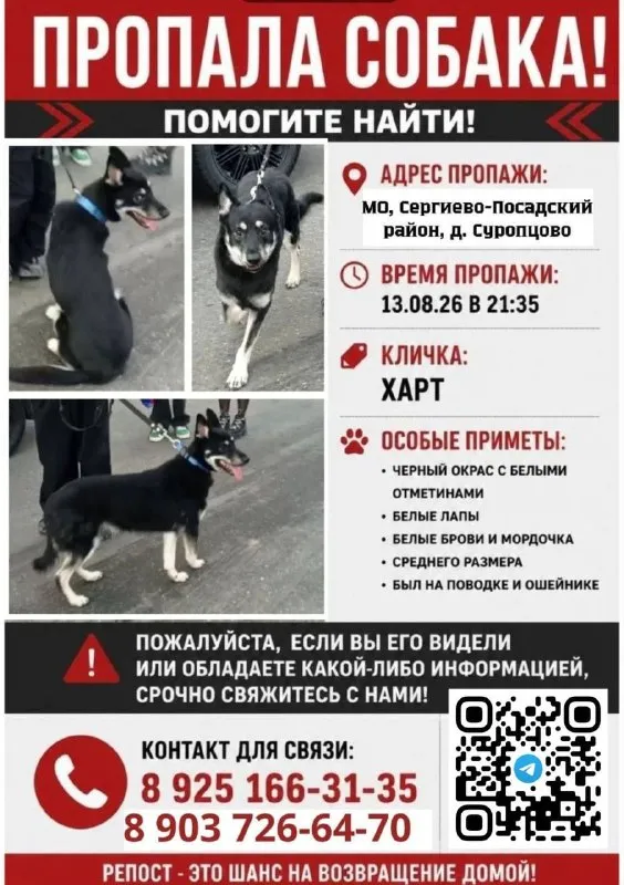 Пропала собака, метис хаски — город Суроповцово — фото для опознания, база потерянных питомцев Pathfinder